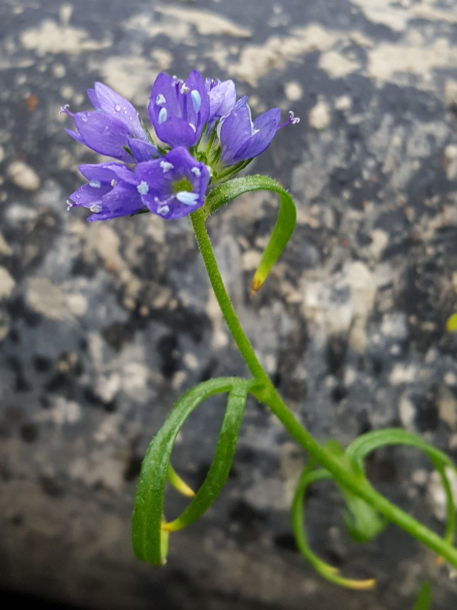 Gilia achilleifolia (door Hanneke Waller)