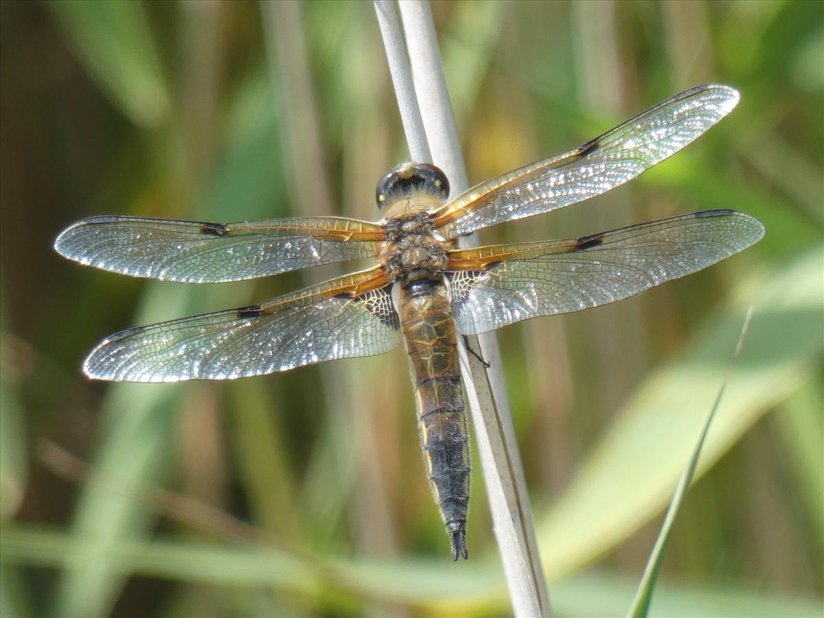 Libellula quadrimaculata (door Marcel Hospers)