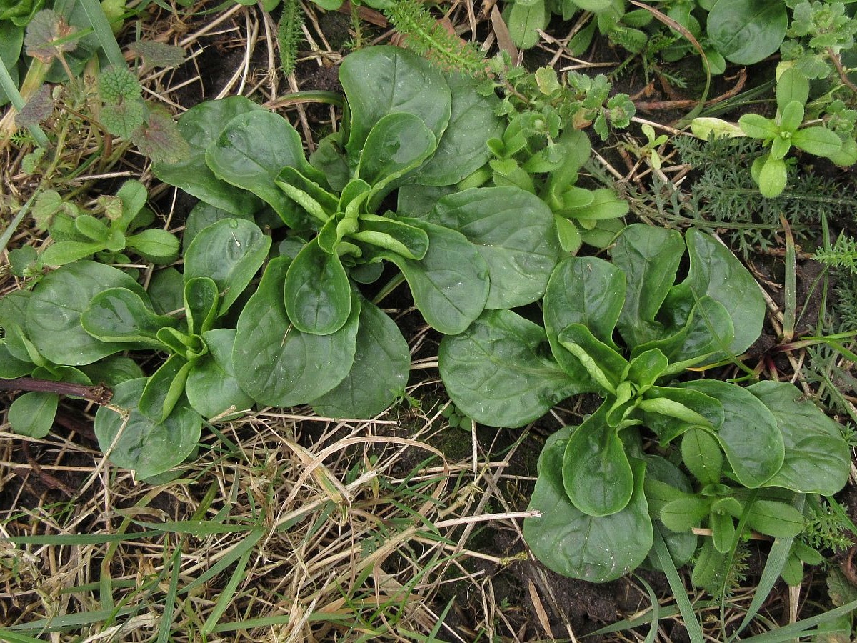 Valerianella locusta (door Hanneke Waller)