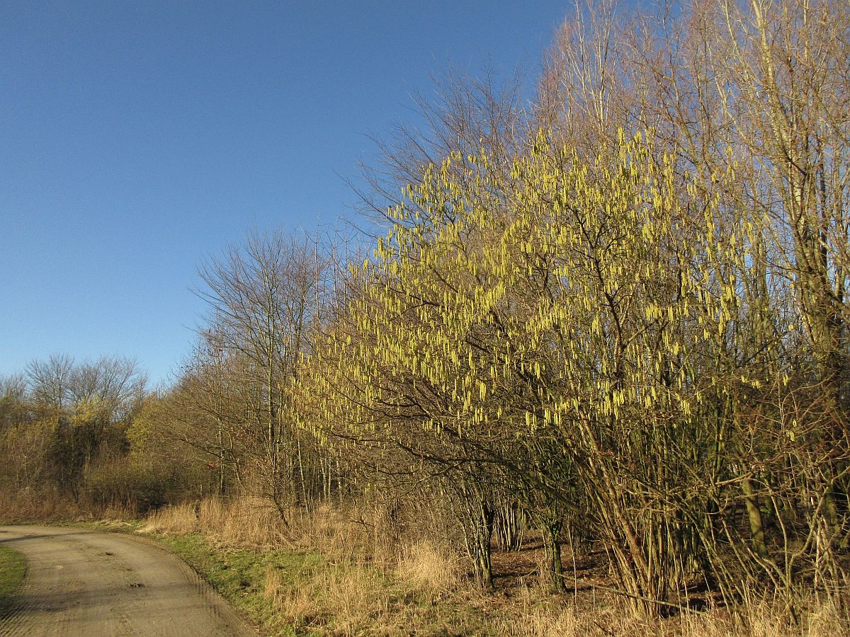 Corylus avellana (door Hanneke Waller)