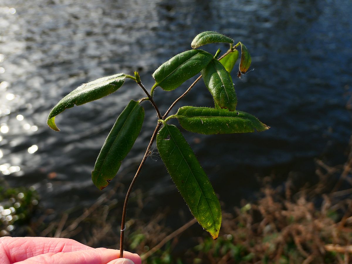 Lonicera acuminata (door Hanneke Waller)