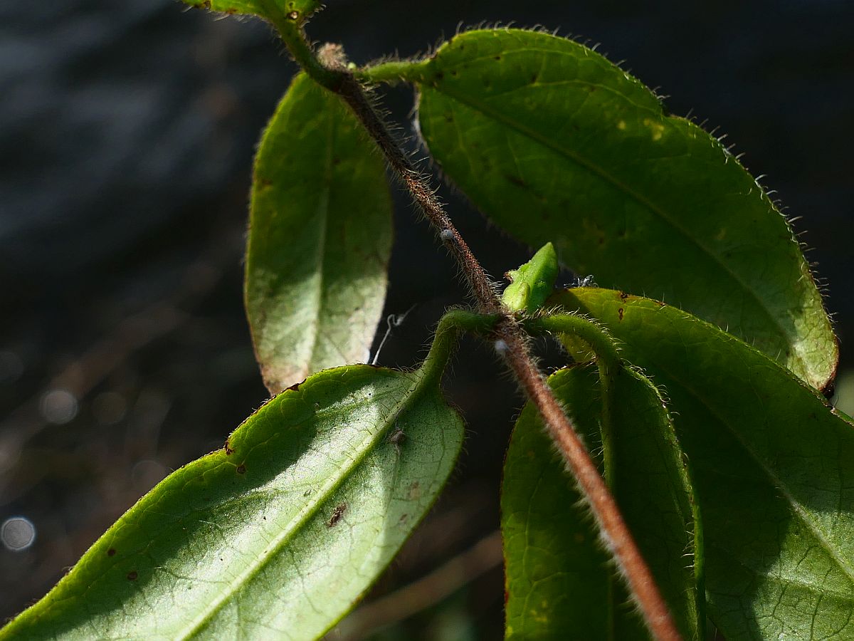 Lonicera acuminata (door Hanneke Waller)