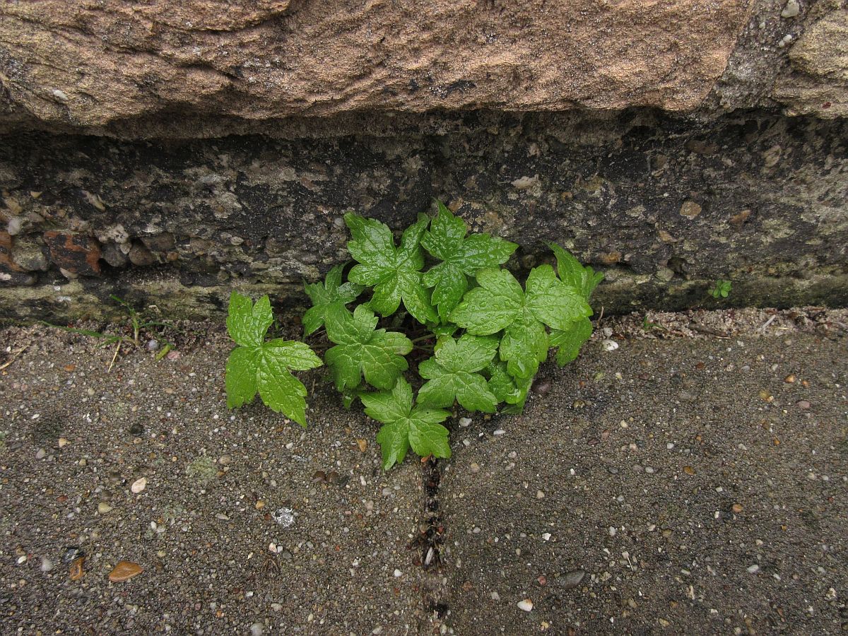Geranium nodosum (door Hanneke Waller)