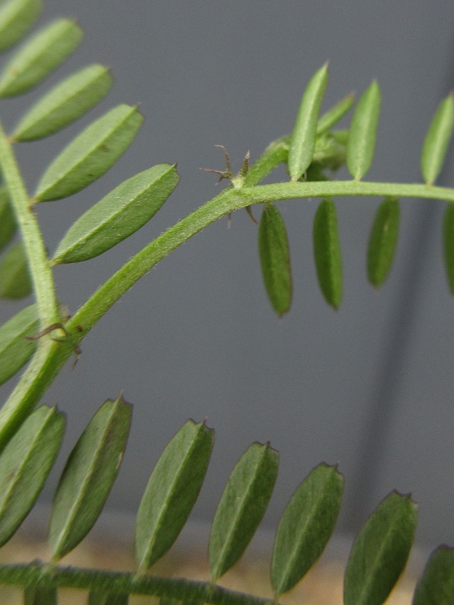 Vicia hirsuta (door Hanneke Waller)