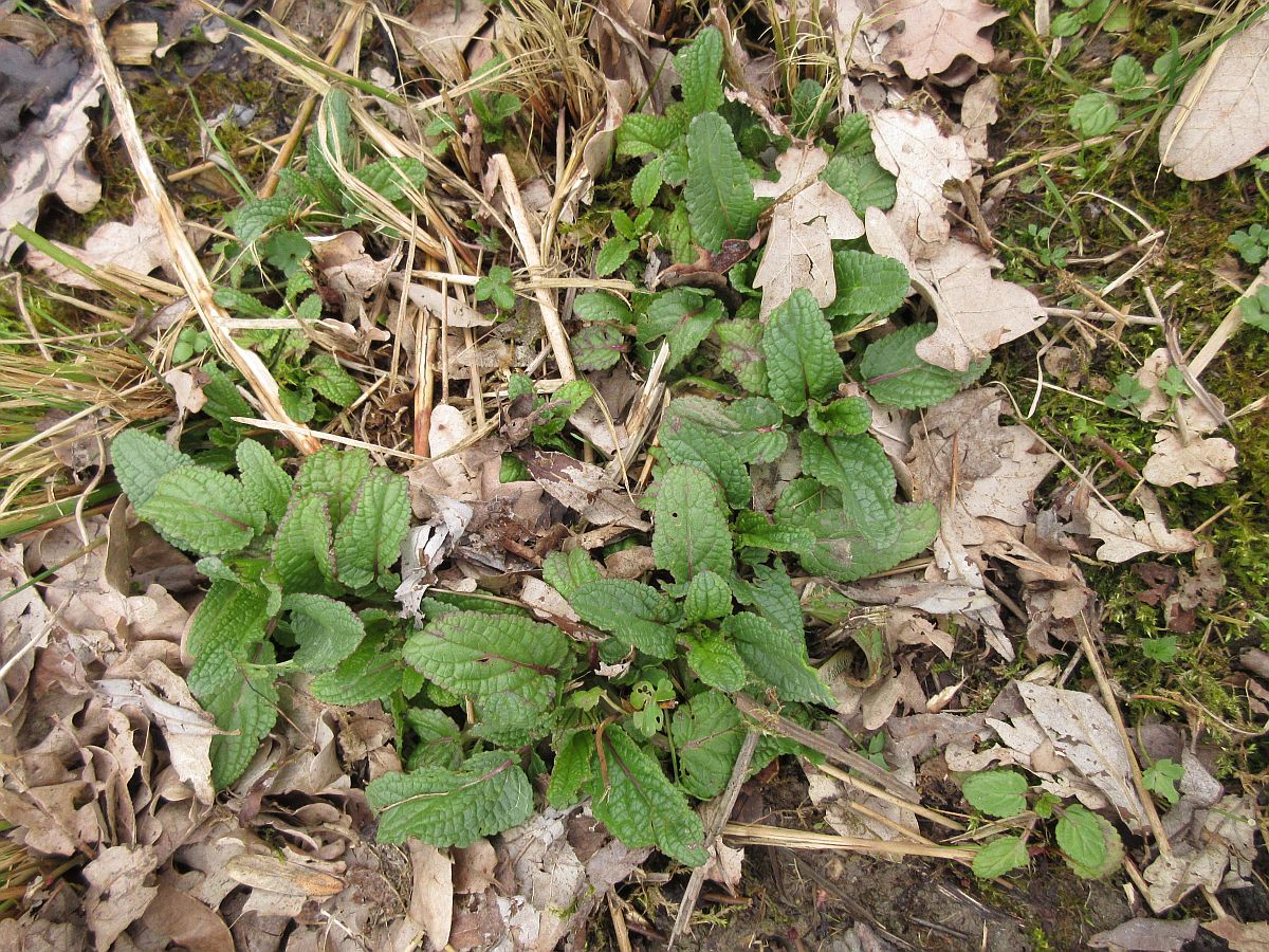 Scrophularia auriculata (door Hanneke Waller)