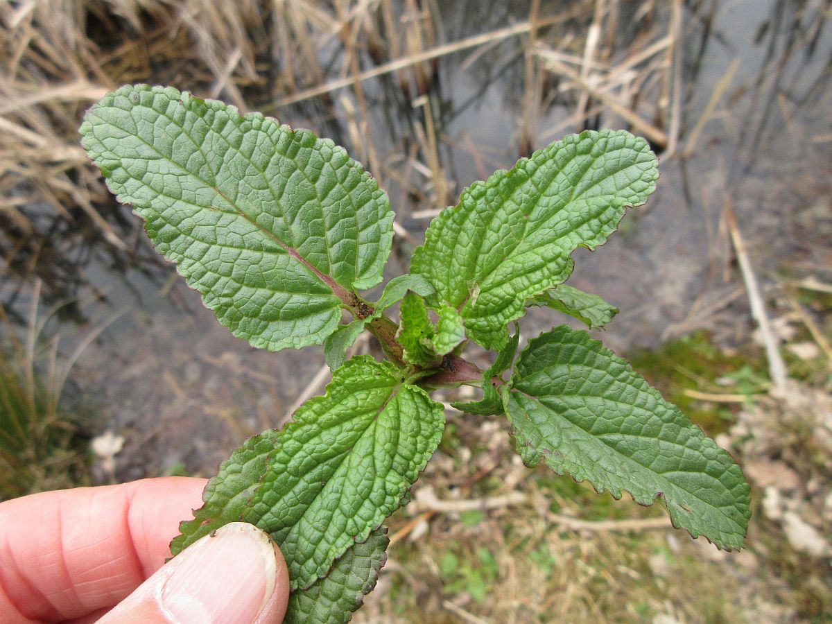 Scrophularia auriculata (door Hanneke Waller)