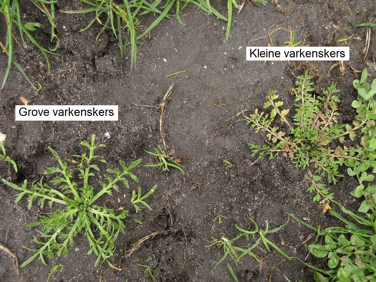 Lepidium coronopus (door Hanneke Waller)