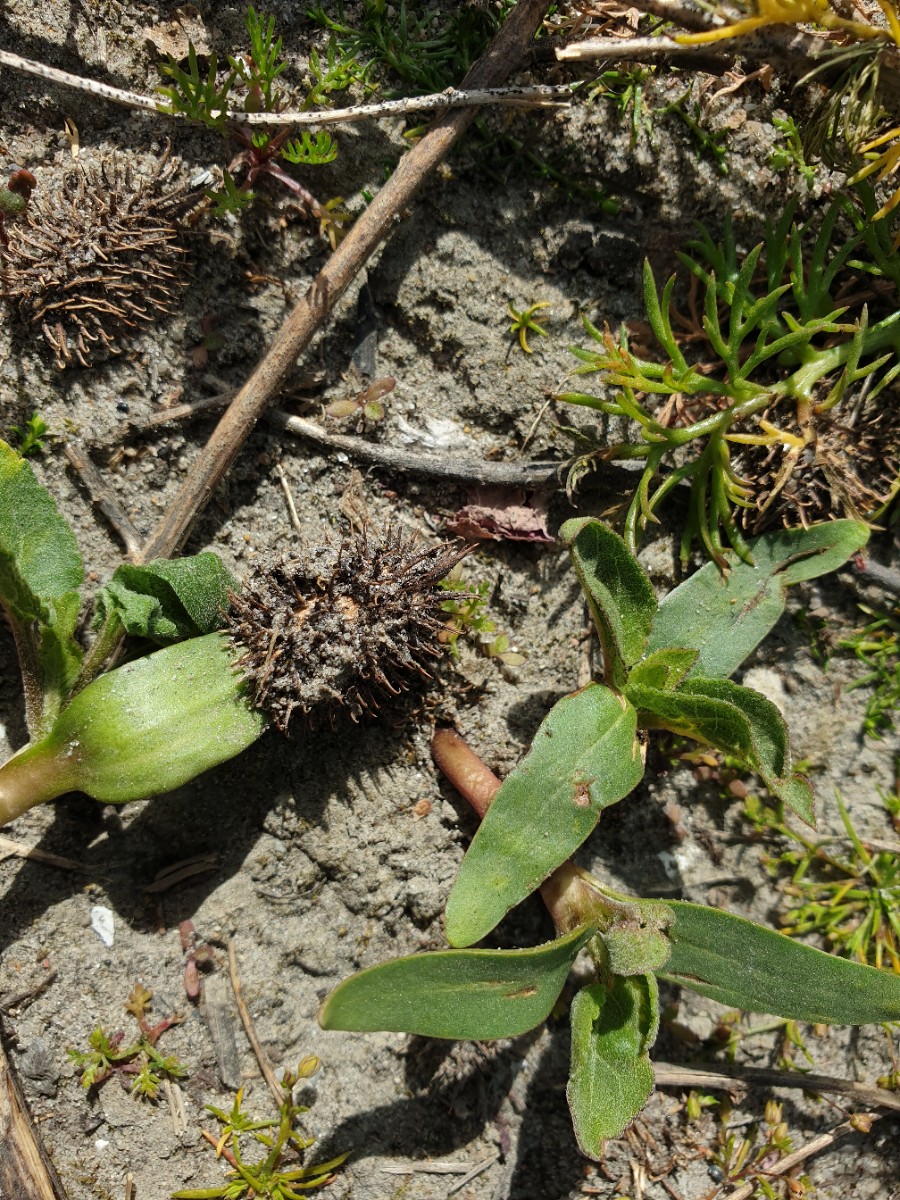 Xanthium orientale/strumarium (door Hanneke Waller)