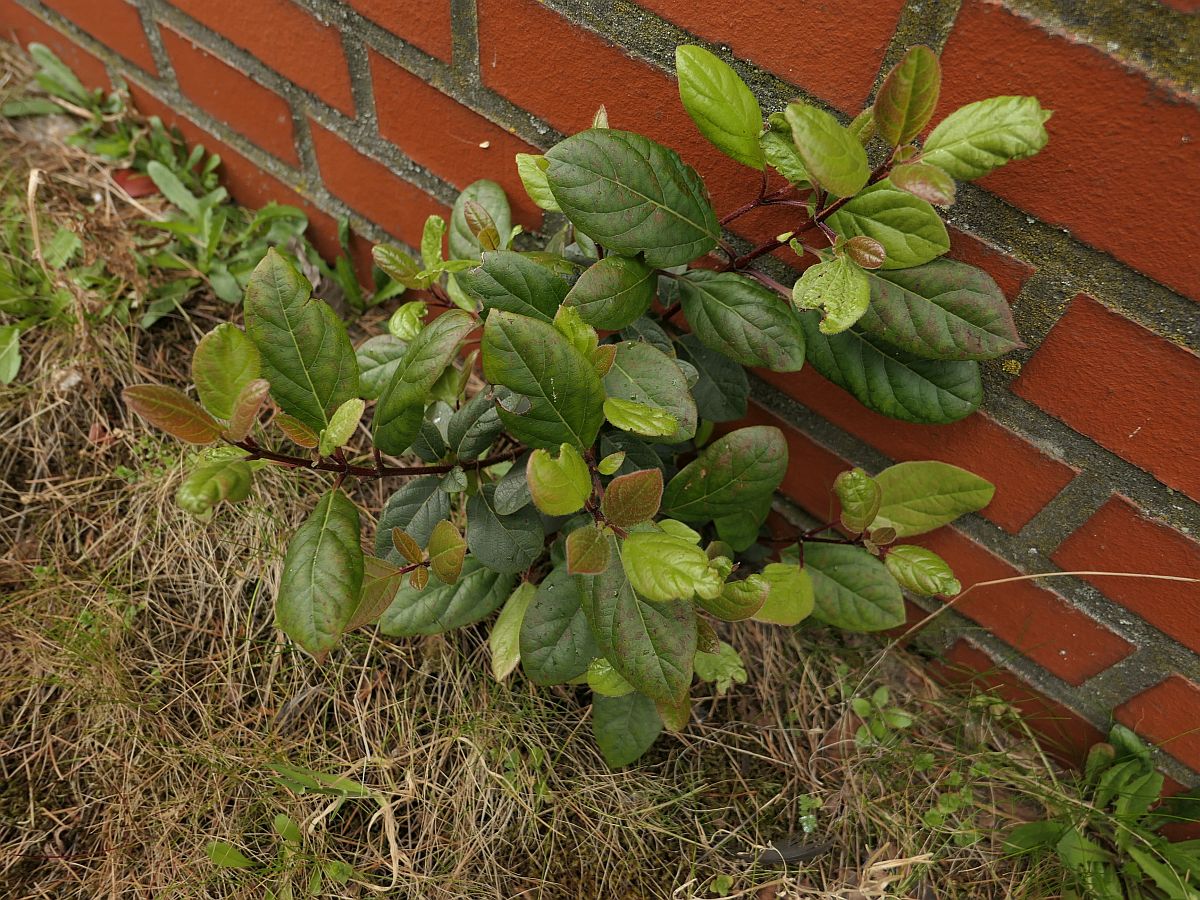 Viburnum tinus (door Hanneke Waller)