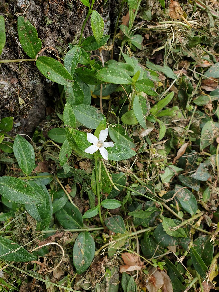 Vinca minor (door Hanneke Waller)