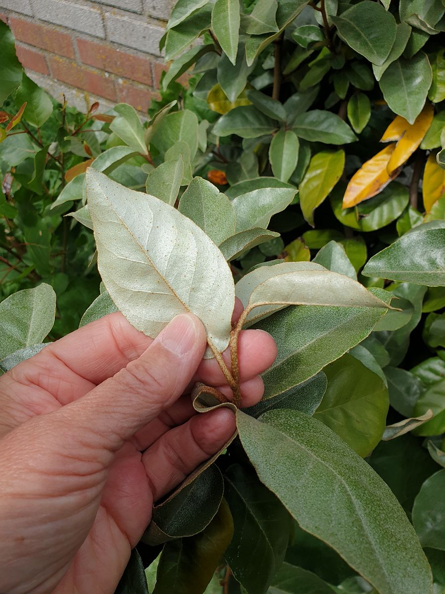 Elaeagnus x submacrophylla (door Hanneke Waller)