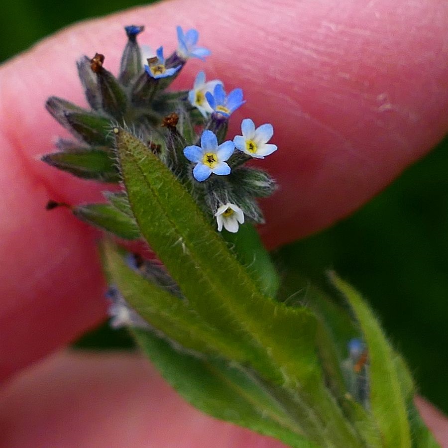 Myosotis discolor subsp. dubia (door Hanneke Waller)