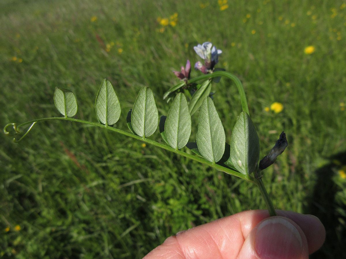 Vicia sepium (door Hanneke Waller)