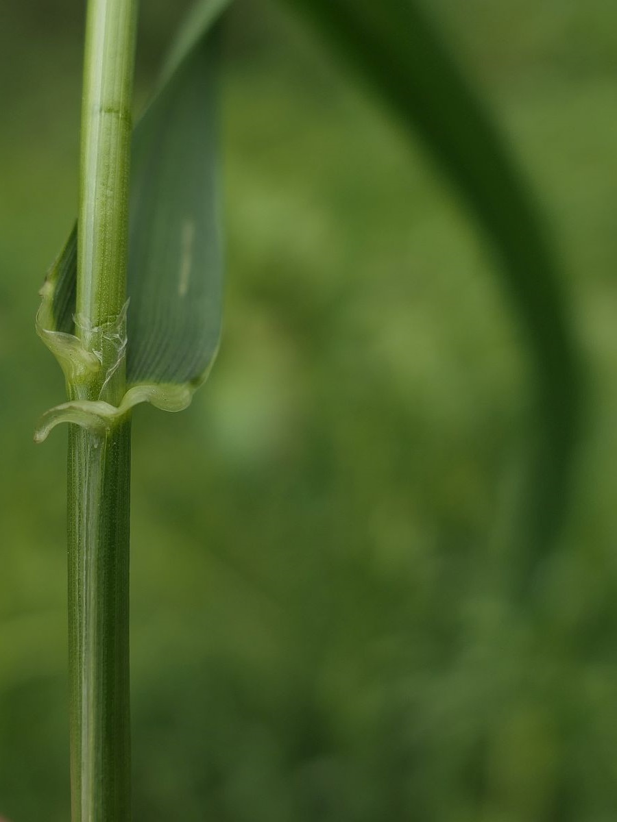 Schedonorus giganteus (door Hanneke Waller)