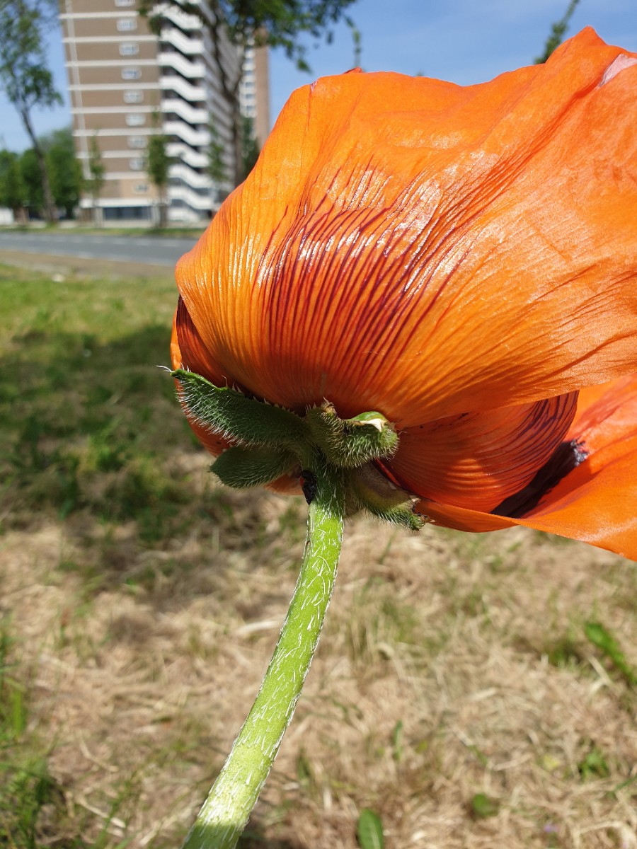 Papaver bracteatum (door Hanneke Waller)