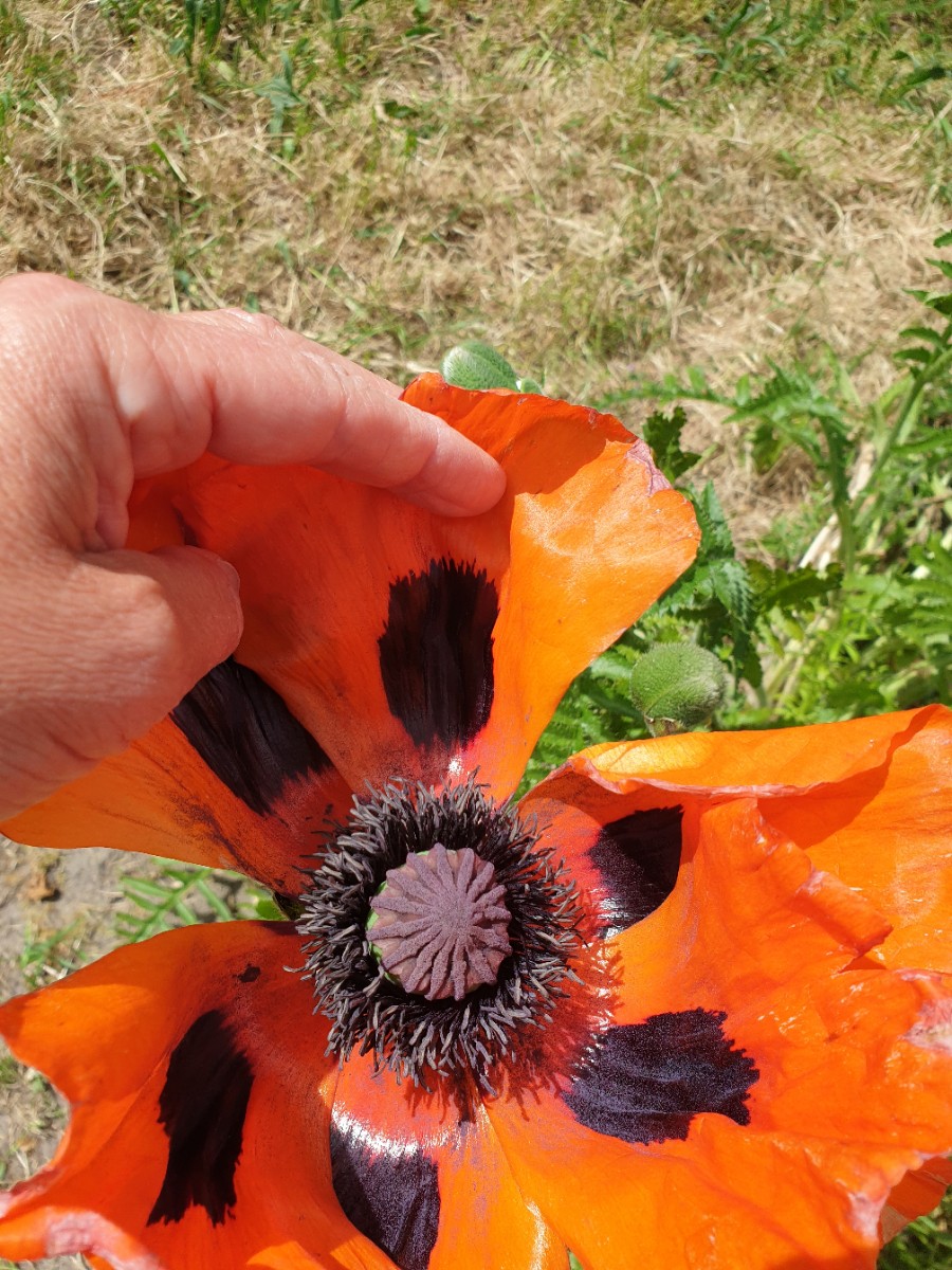 Papaver bracteatum (door Hanneke Waller)