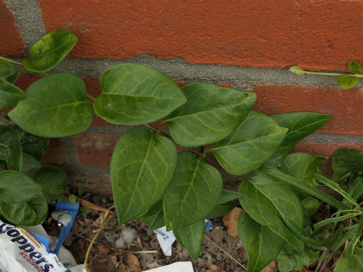 Vinca major (door Hanneke Waller)