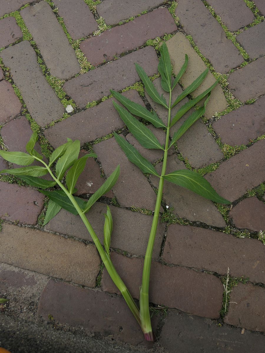 Sium latifolium (door Hanneke Waller)