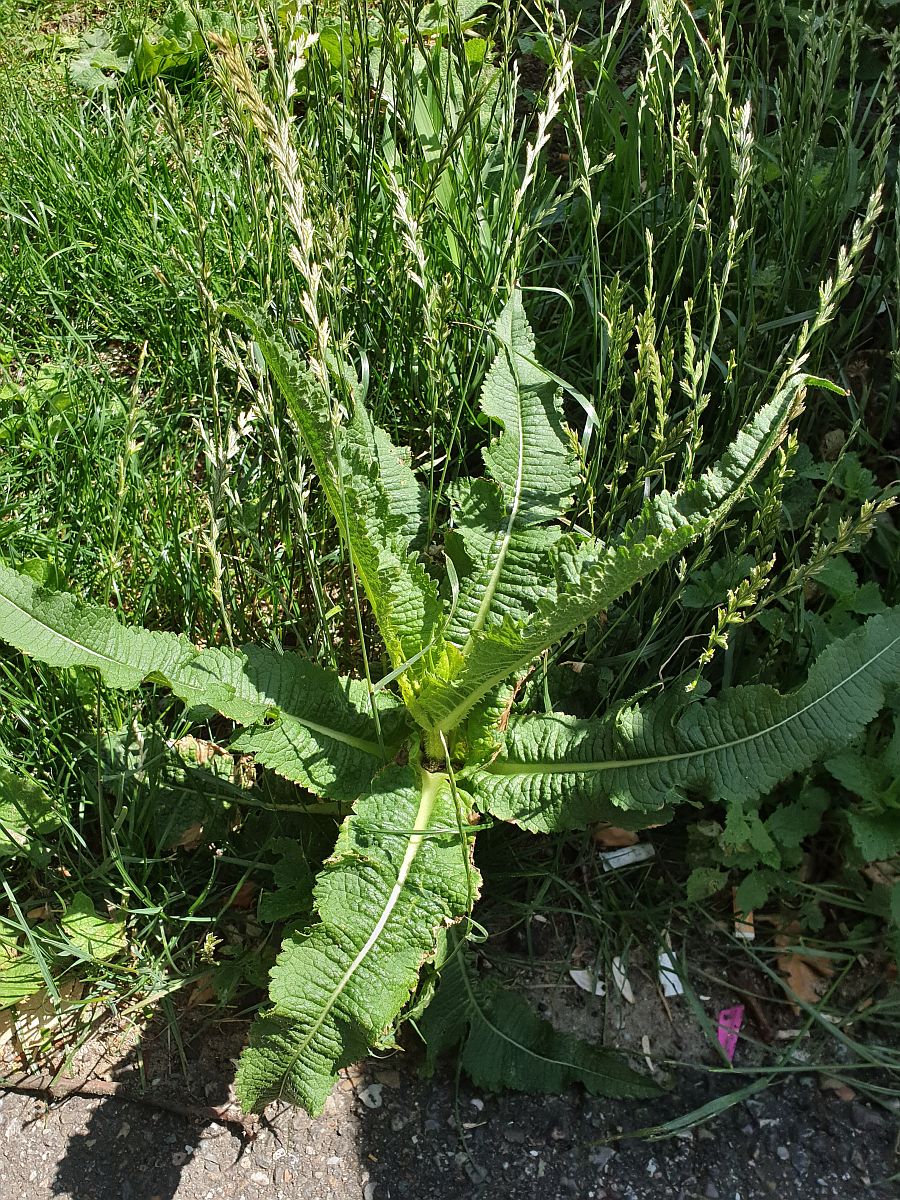 Dipsacus laciniatus (door Hanneke Waller)