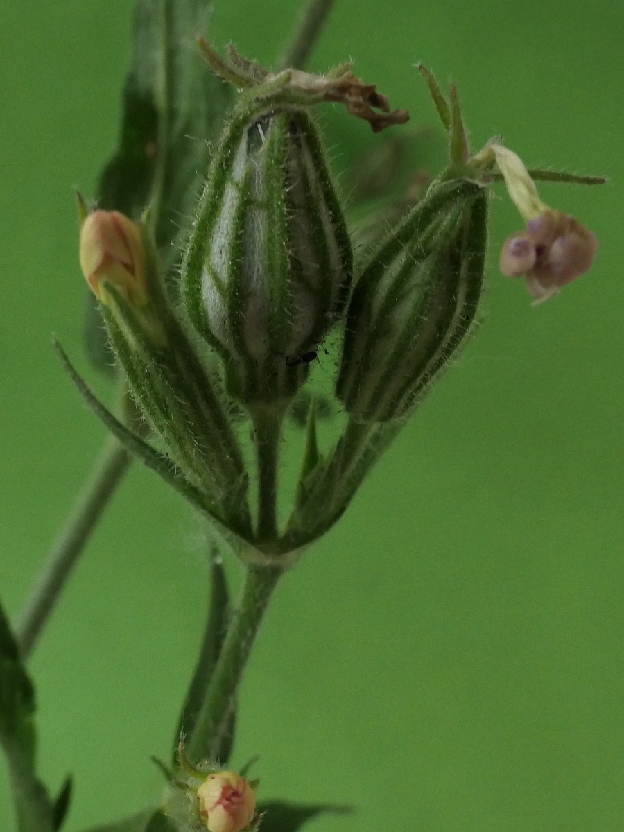 Silene noctiflora (door Hanneke Waller)