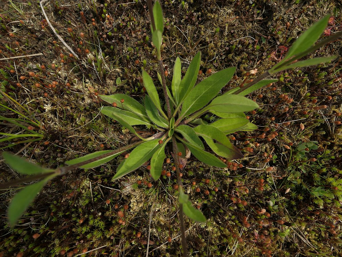 Succisa pratensis (door Hanneke Waller)