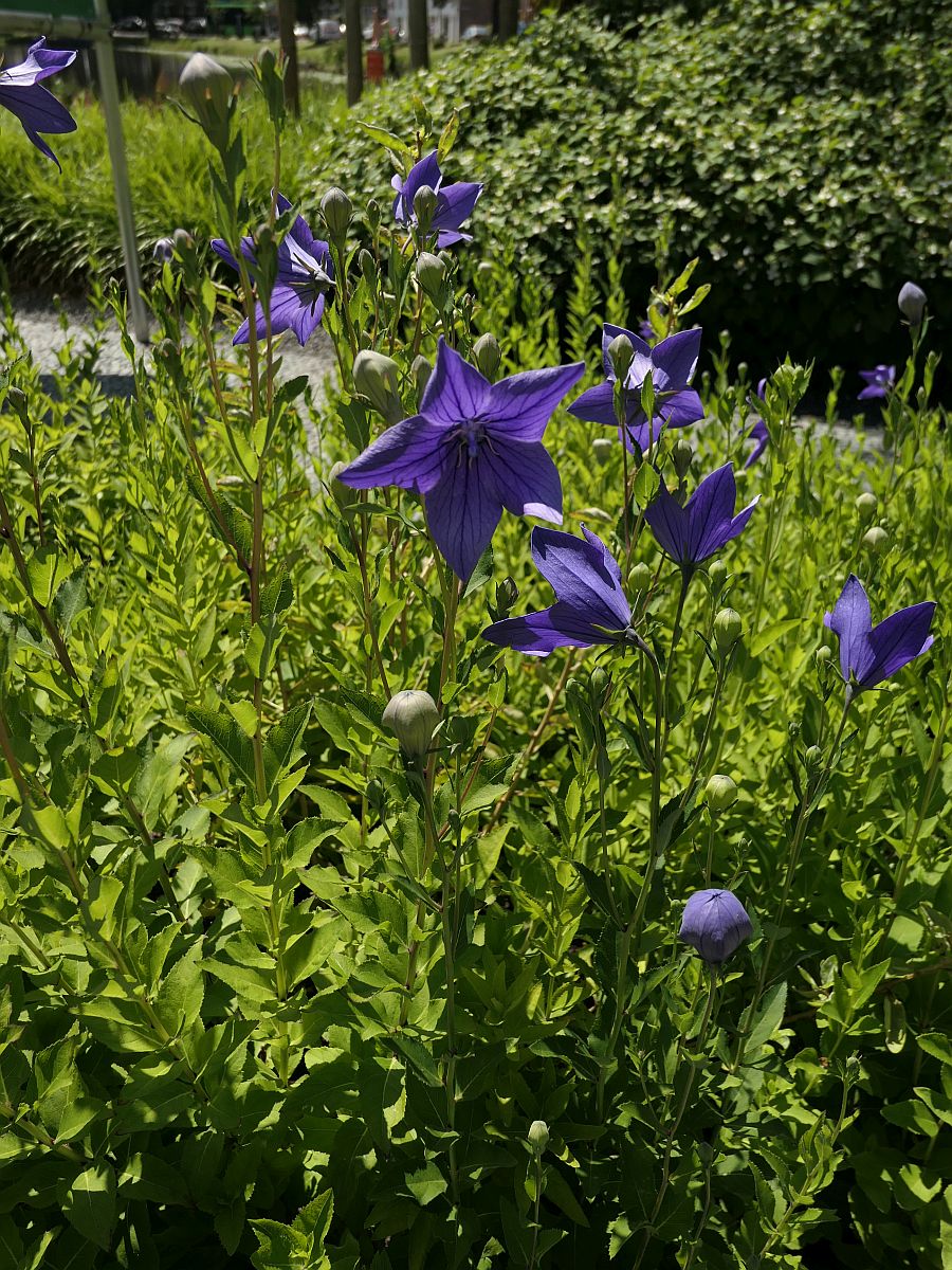 Platycodon grandiflorus (door Hanneke Waller)