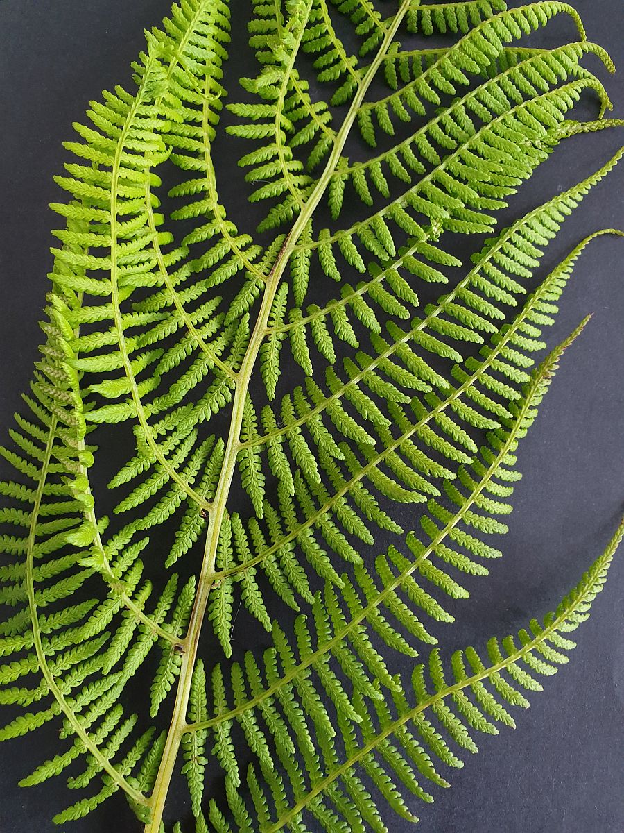 Athyrium filix-femina (door Hanneke Waller)