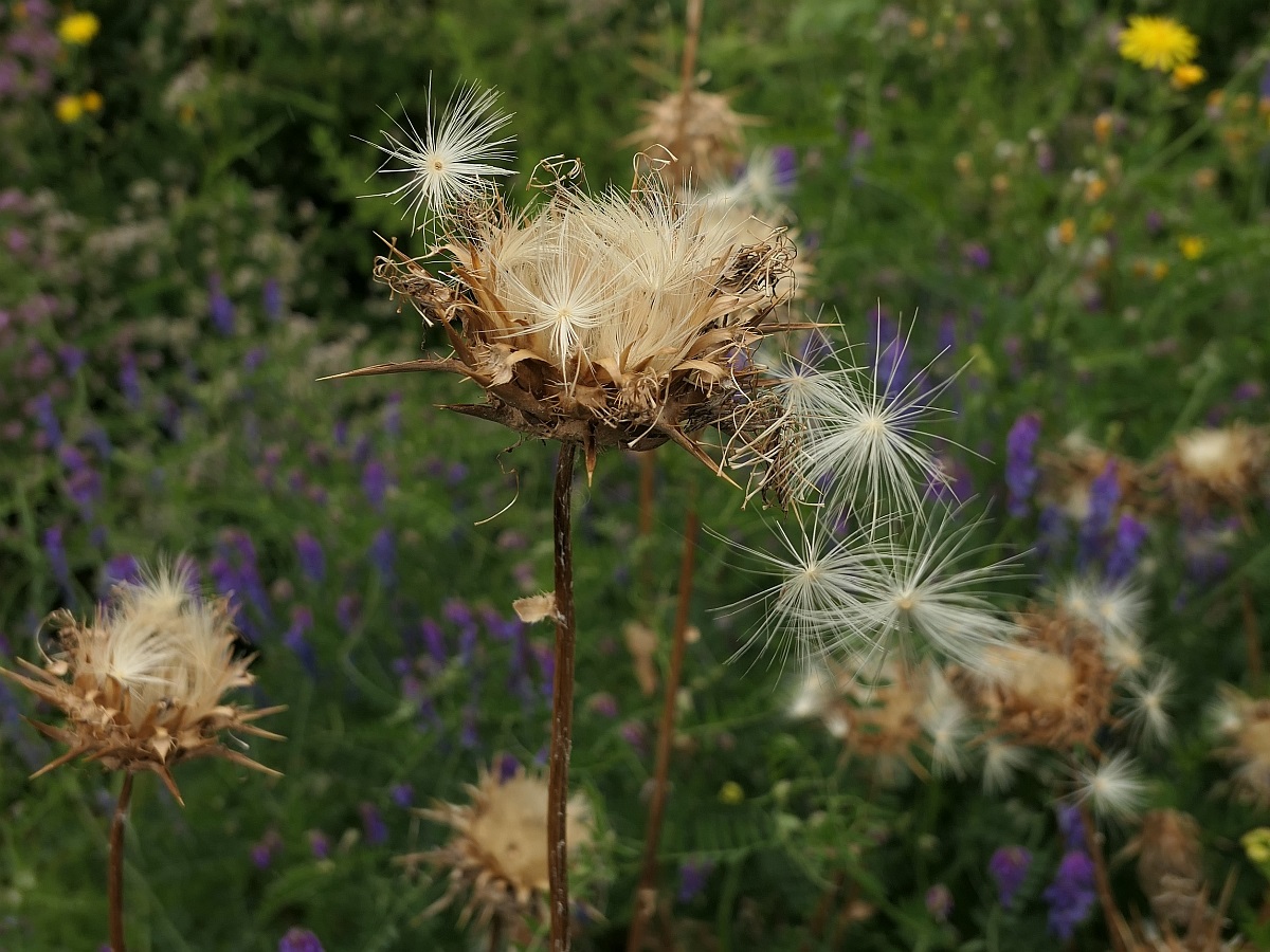 Silybum marianum (door Hanneke Waller)