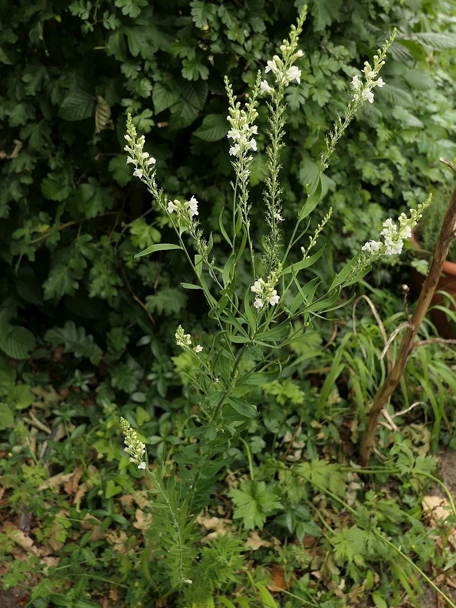 Linaria purpurea (door Hanneke Waller)