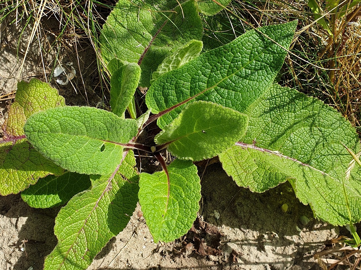 Verbascum nigrum (door Hanneke Waller)