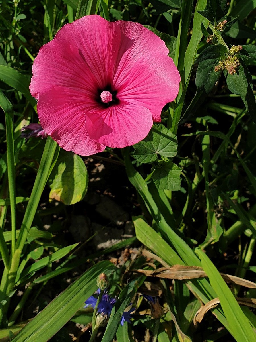 Malva trimestris (door Hanneke Waller)