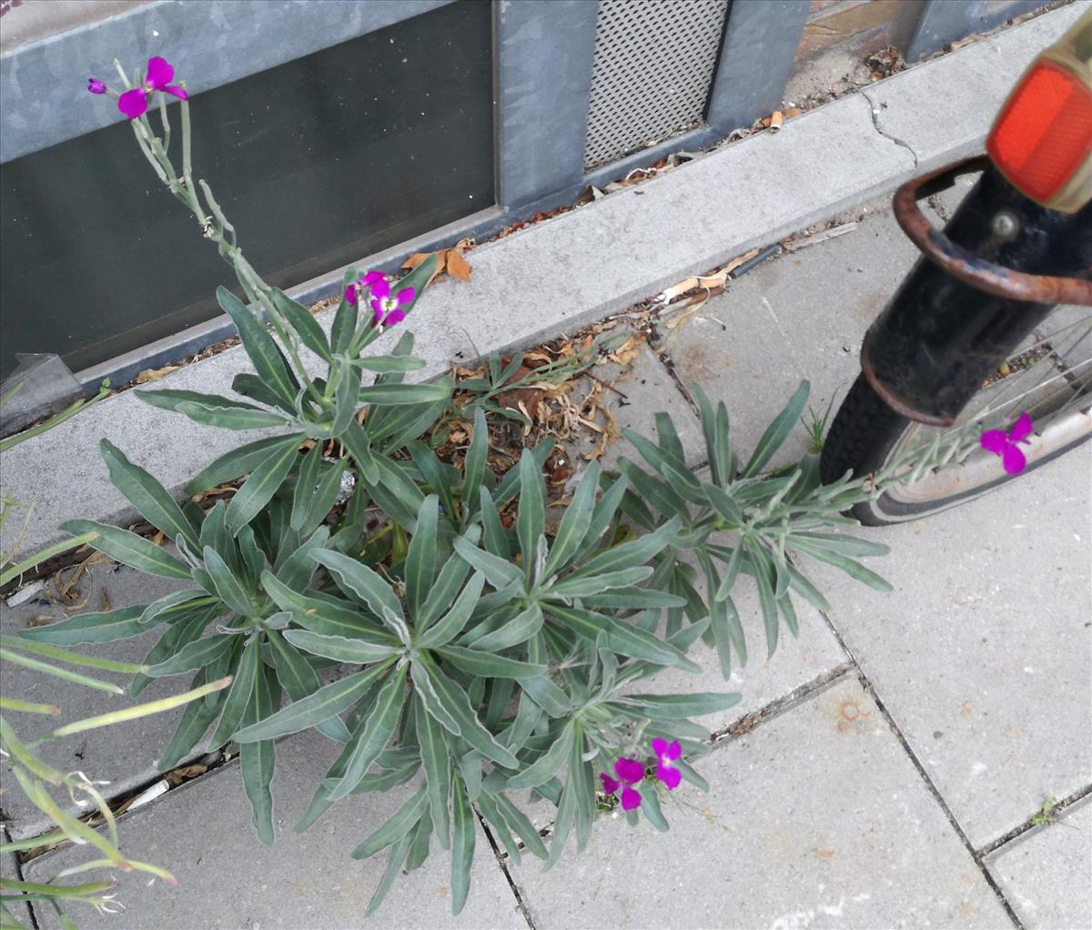 Erysimum linifolium 'Bowles' Mauve' (door Peter Wetzels)