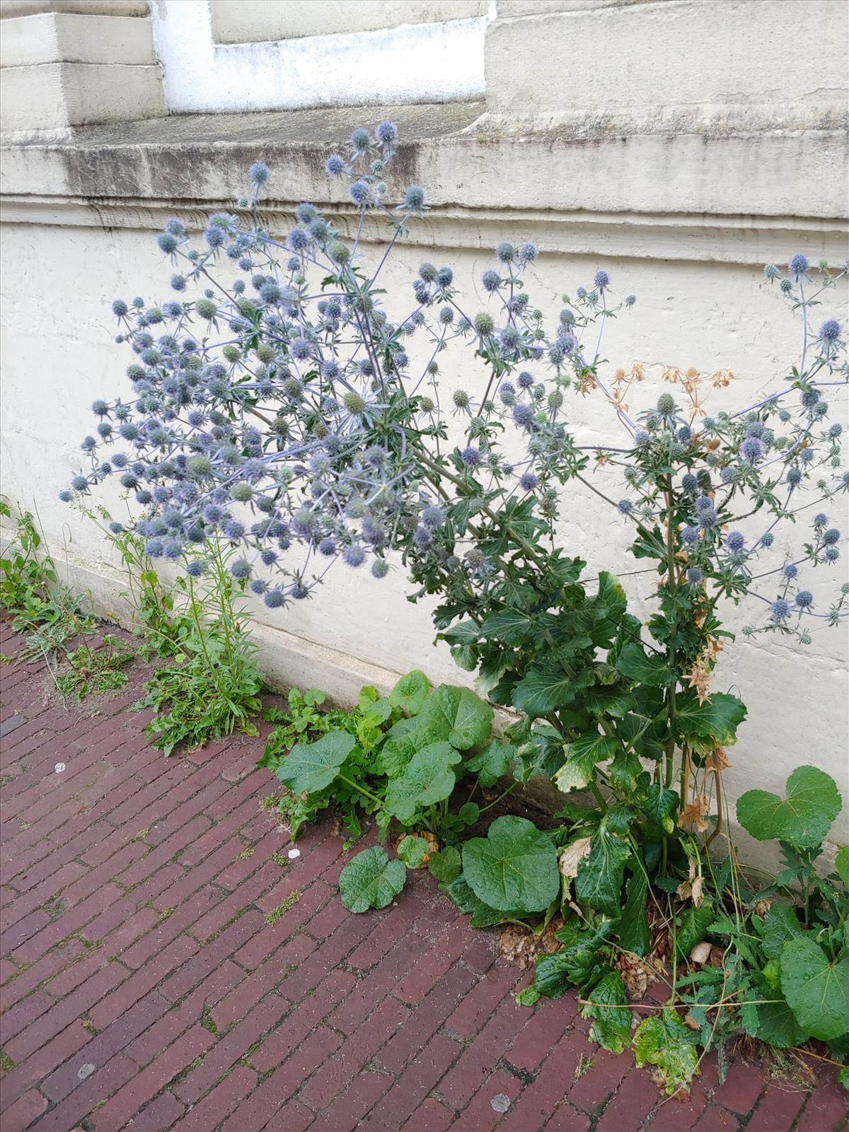 Eryngium planum (door Peter Wetzels)