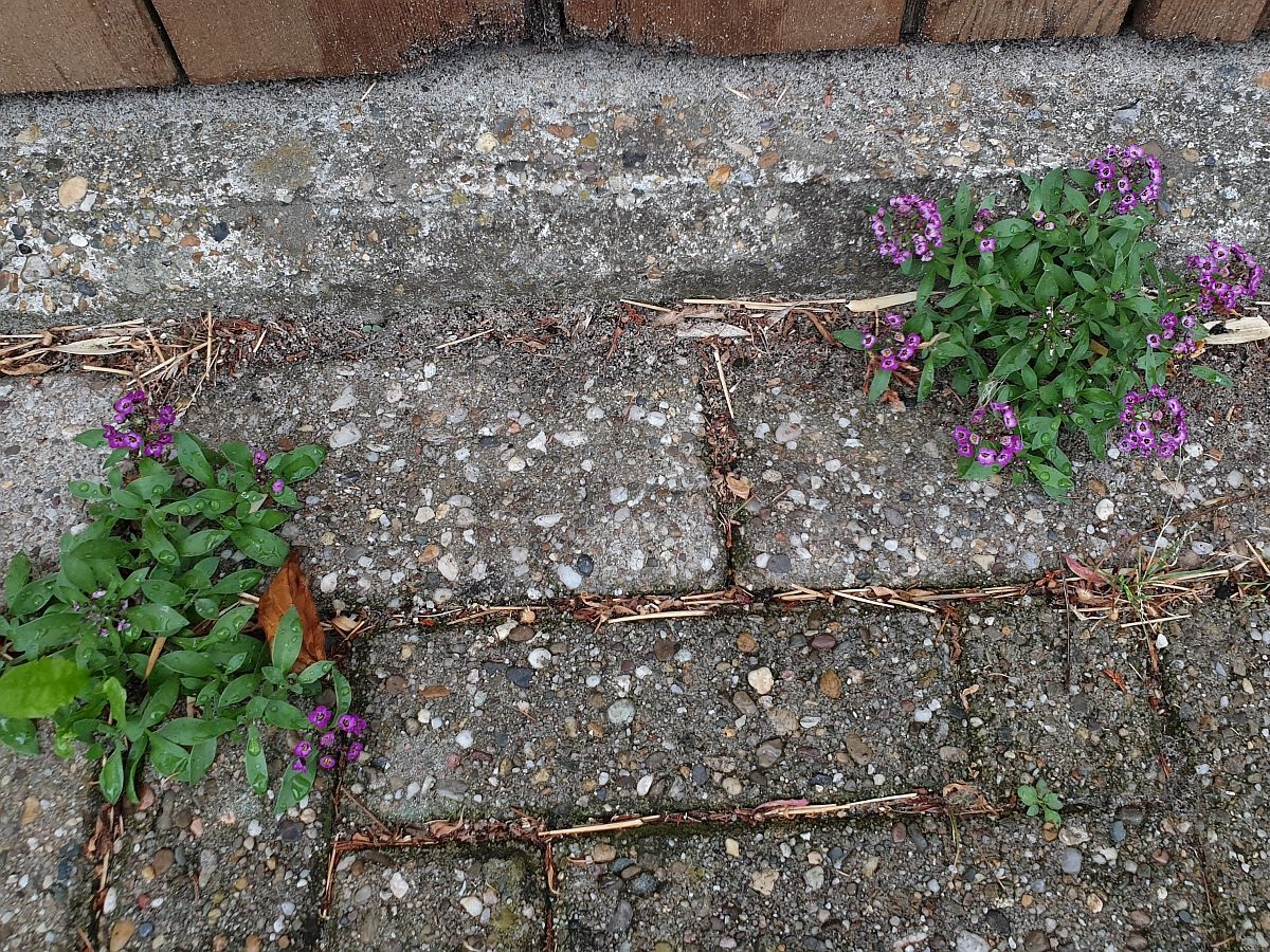 Lobularia maritima (door Hanneke Waller)