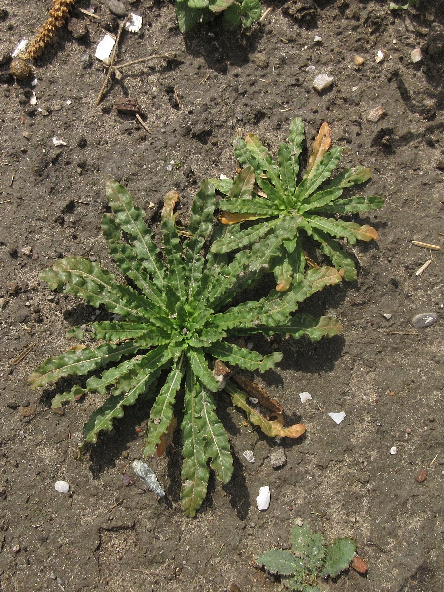 Reseda luteola (door Hanneke Waller)