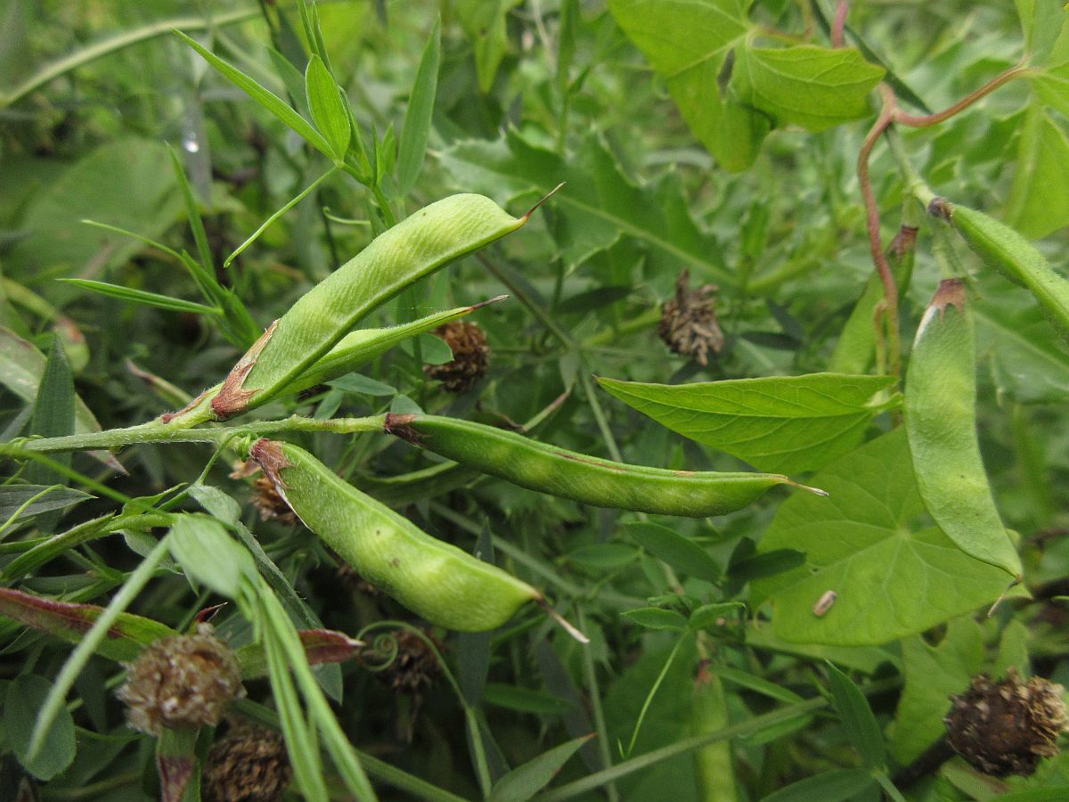 Lathyrus pratensis (door Hanneke Waller)