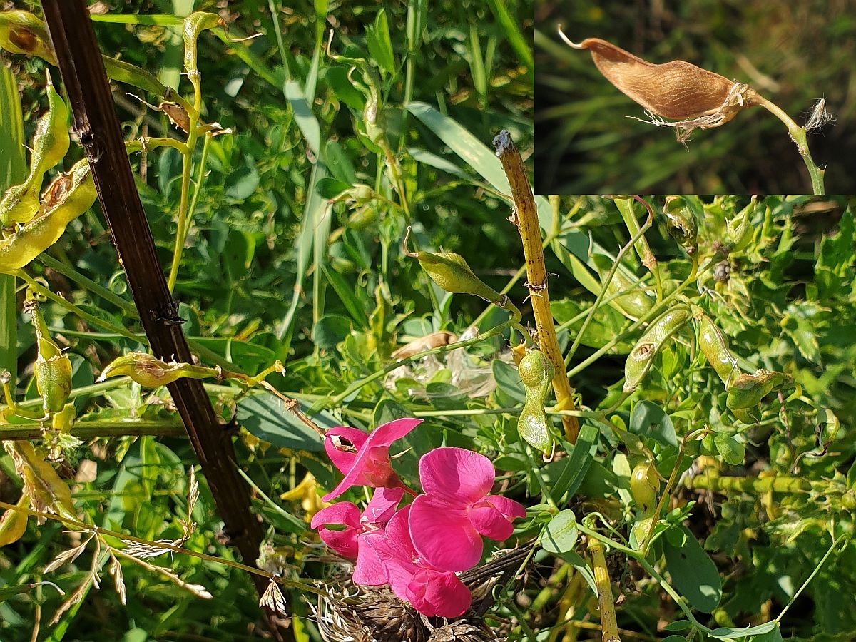 Lathyrus tuberosus (door Hanneke Waller)