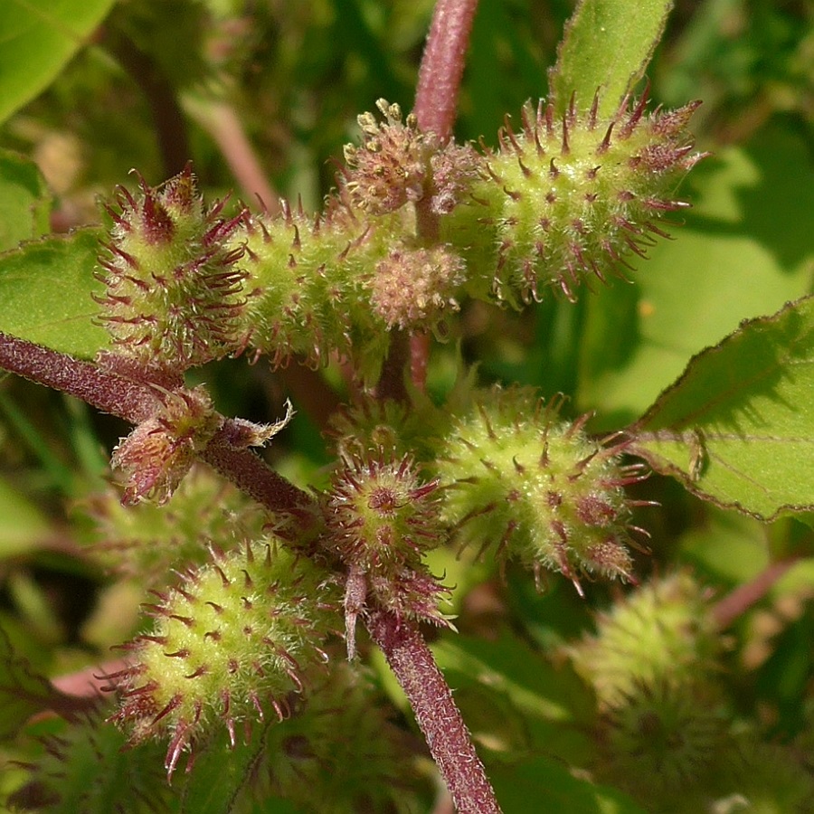 Xanthium orientale/strumarium (door Hanneke Waller)