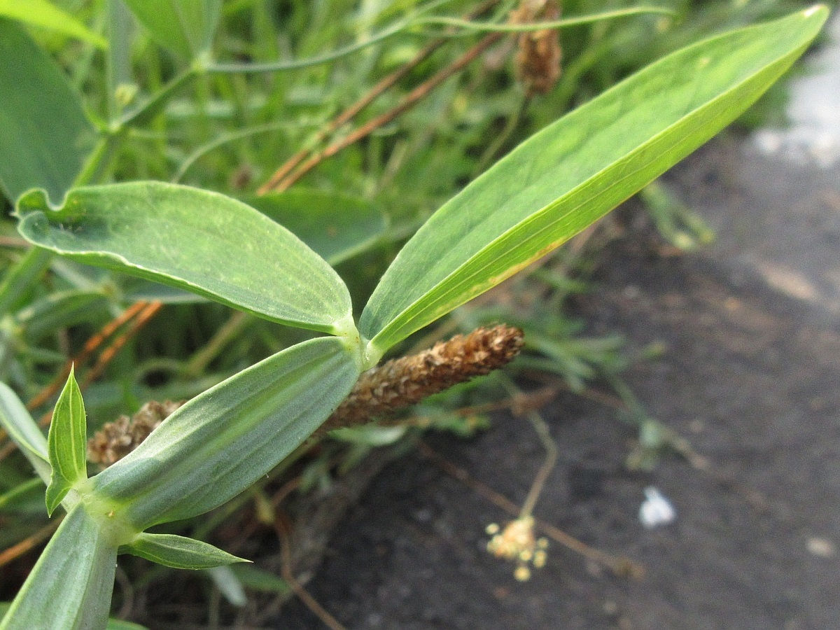 Lathyrus latifolius (door Hanneke Waller)