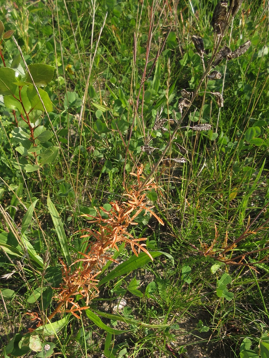 Reseda lutea (door Hanneke Waller)