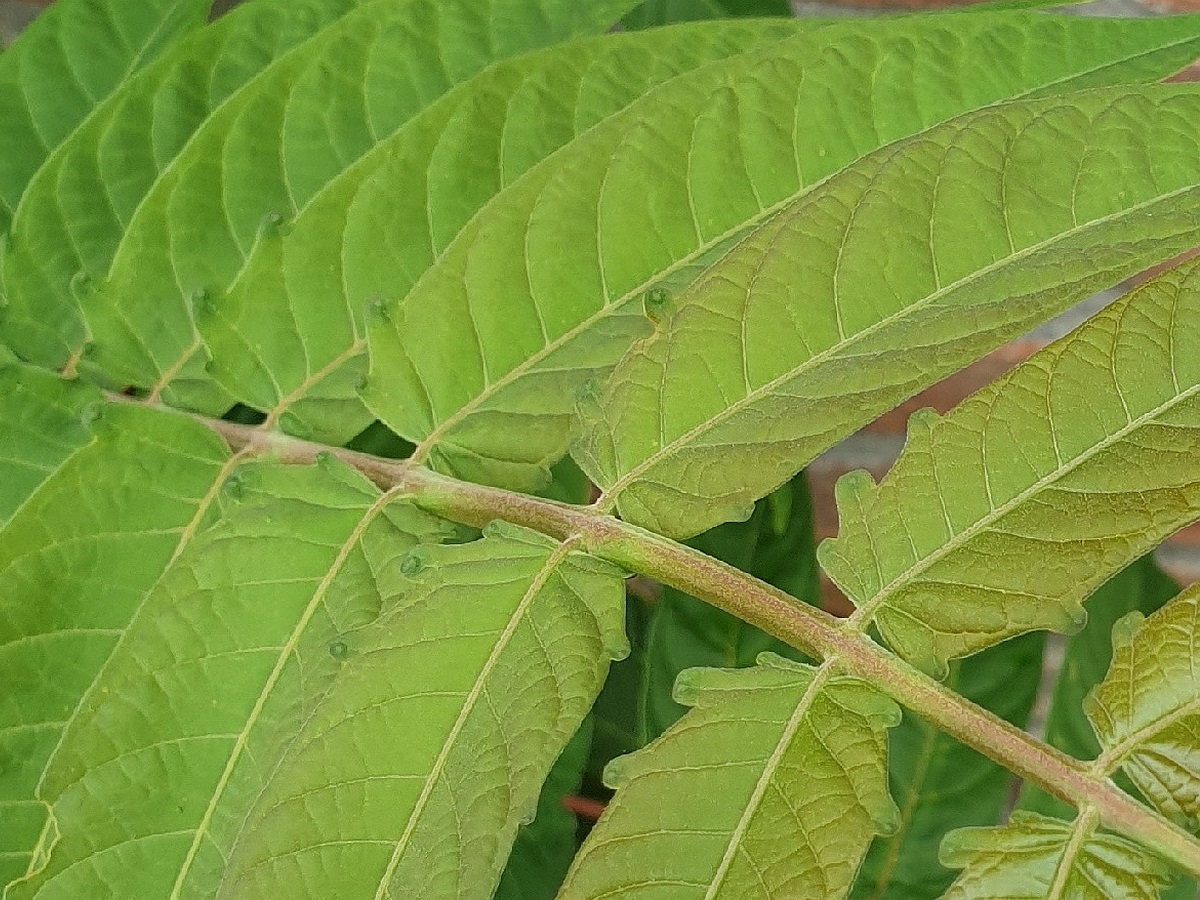 Ailanthus altissima (door Hanneke Waller)