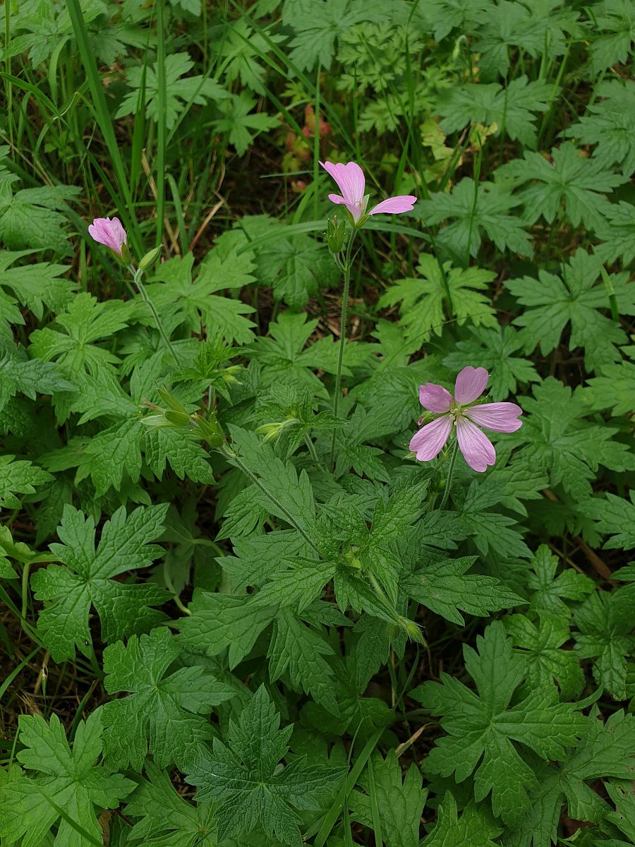 Geranium endressii (door Hanneke Waller)