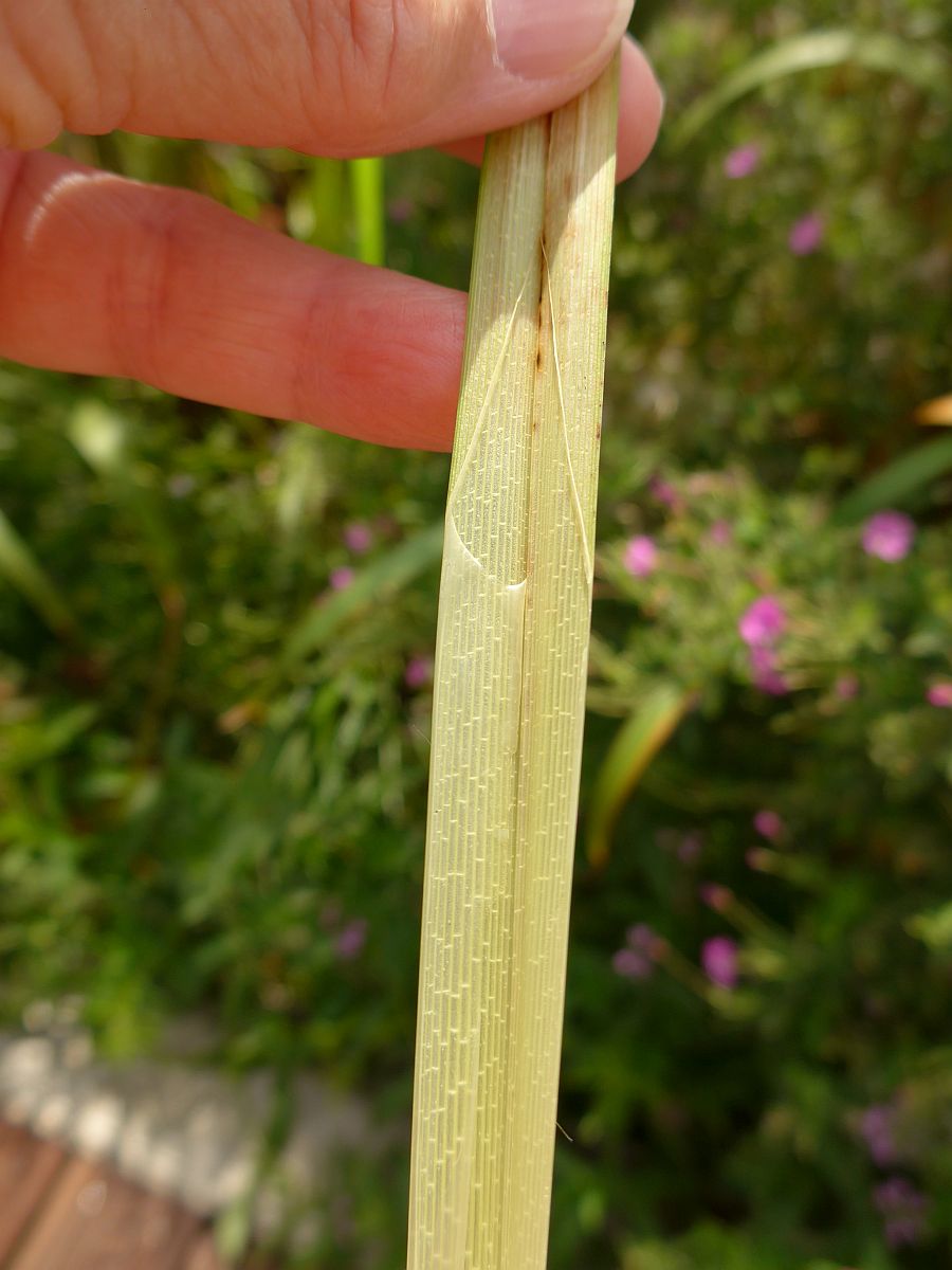 Carex pseudocyperus (door Hanneke Waller)