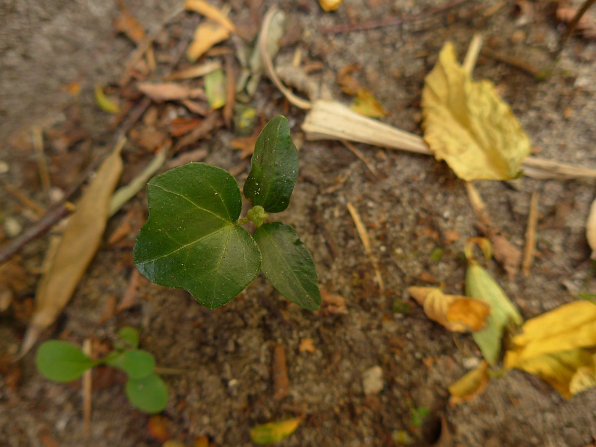 Hedera helix (door Hanneke Waller)