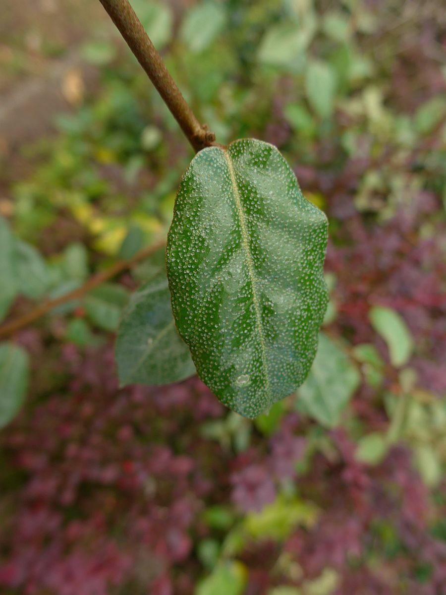 Elaeagnus x submacrophylla (door Hanneke Waller)