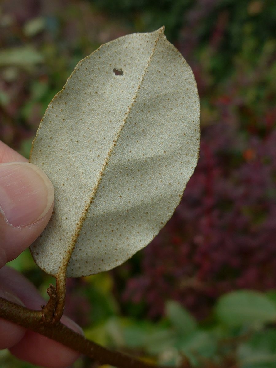 Elaeagnus x submacrophylla (door Hanneke Waller)