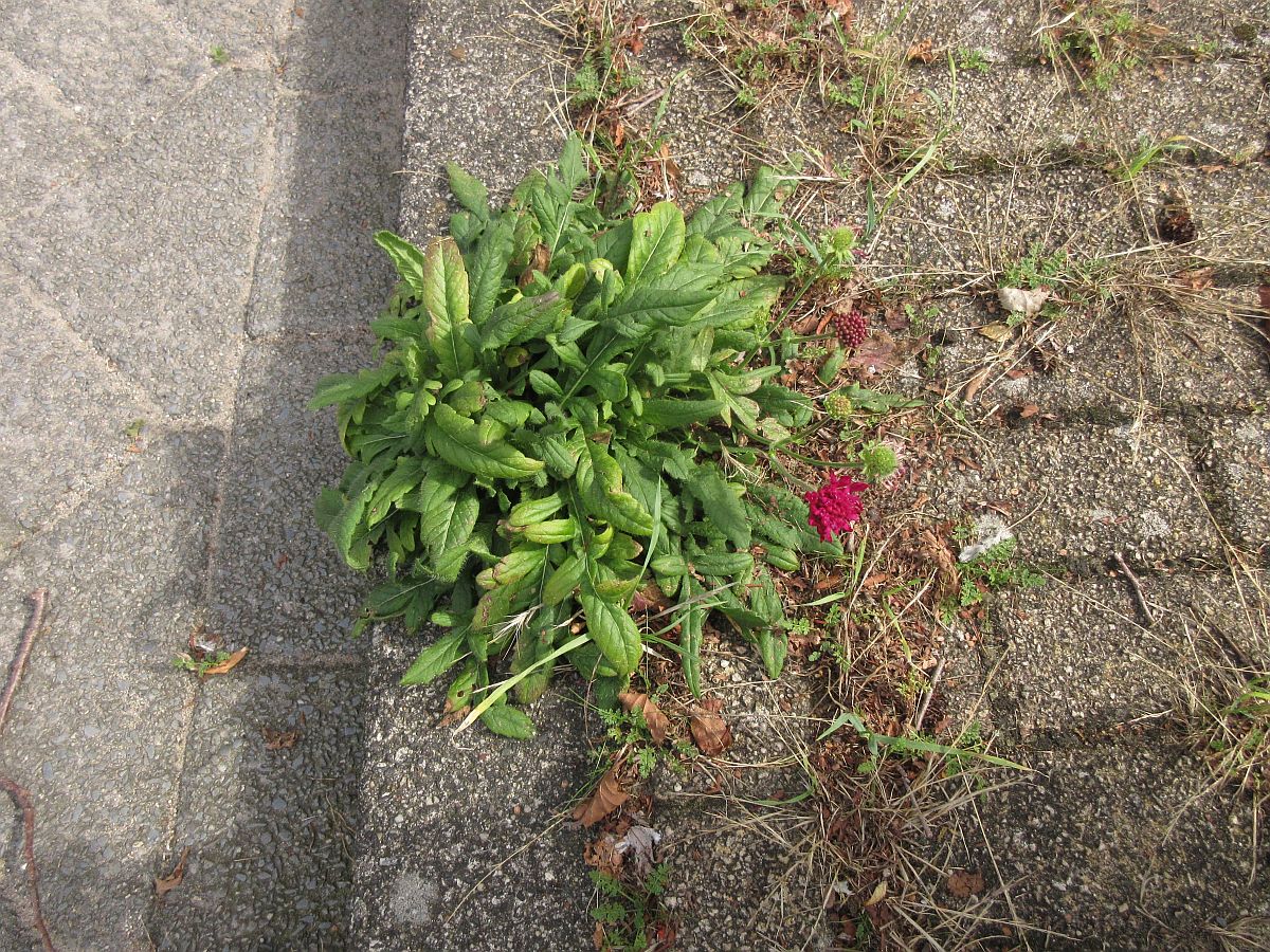 Knautia macedonica (door Hanneke Waller)