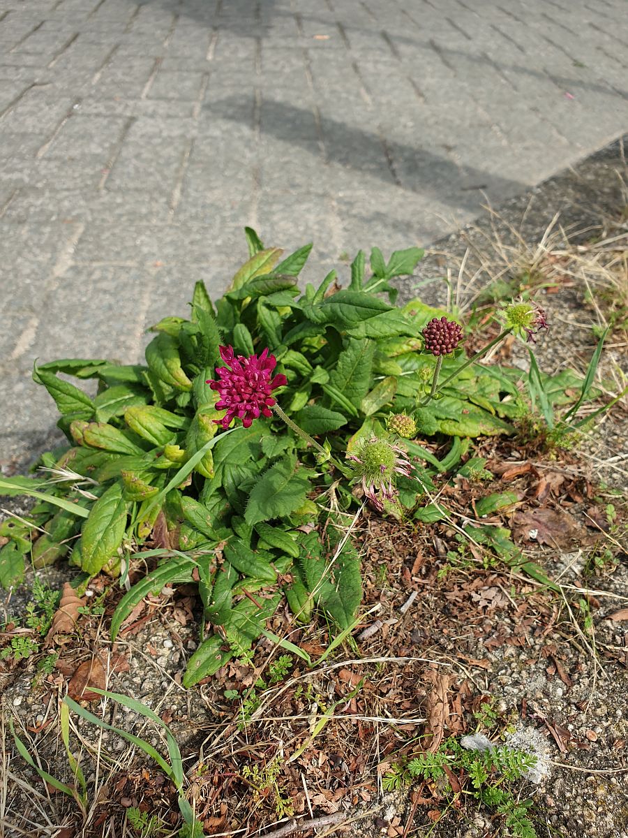 Knautia macedonica (door Hanneke Waller)