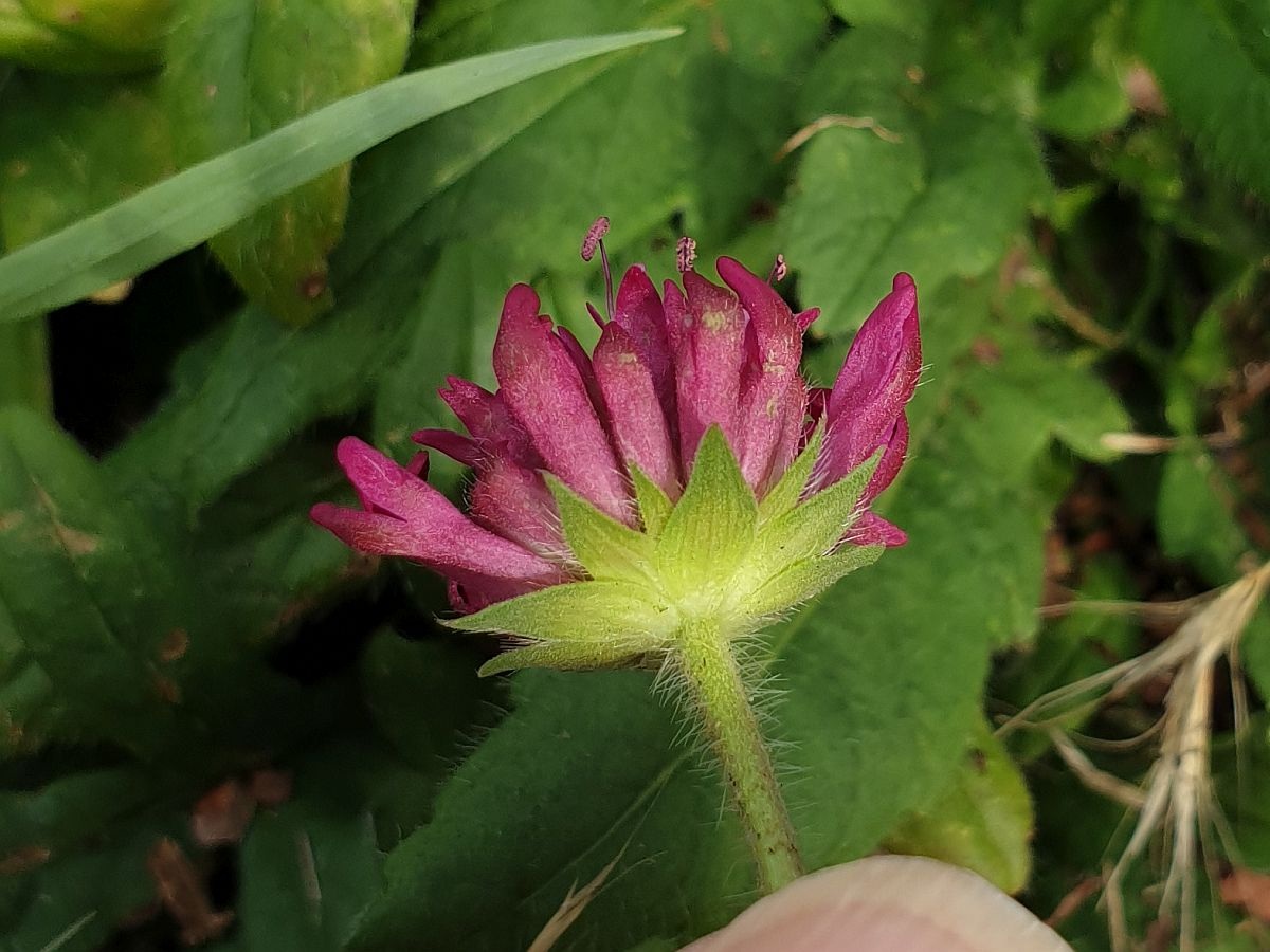 Knautia macedonica (door Hanneke Waller)