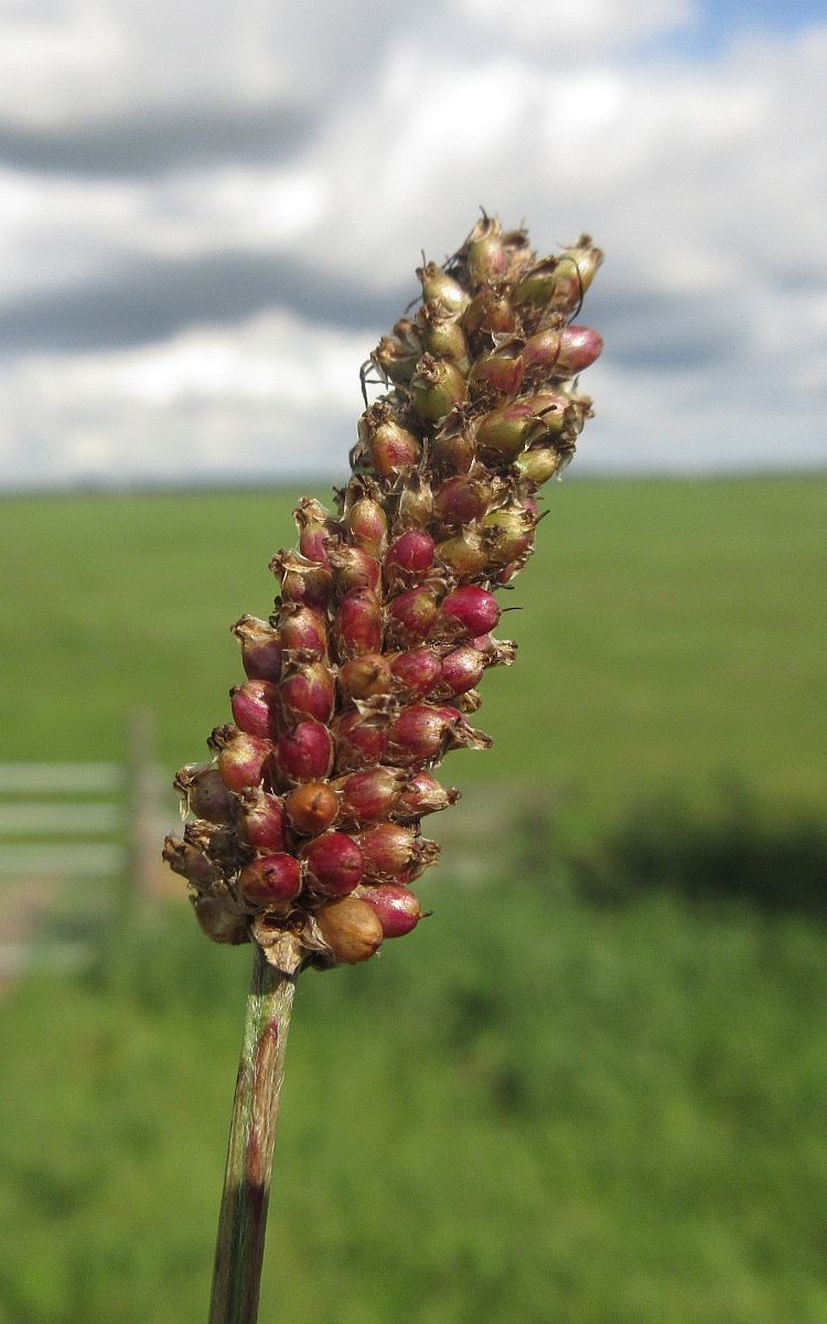 Plantago lanceolata (door Hanneke Waller)